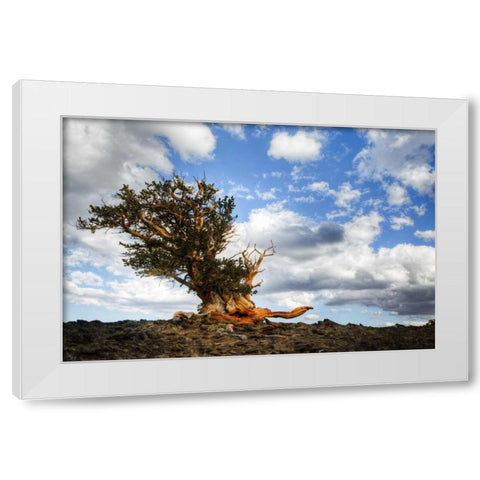 CA, White Mts Ancient bristlecone pine tree White Modern Wood Framed Art Print by Flaherty, Dennis