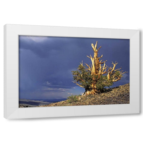 California, White Mts Bristlecone pine tree White Modern Wood Framed Art Print by Flaherty, Dennis