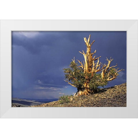 California, White Mts Bristlecone pine tree White Modern Wood Framed Art Print by Flaherty, Dennis