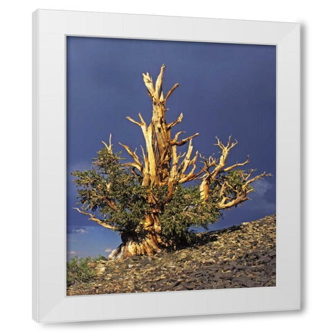 California, White Mts Bristlecone pine tree White Modern Wood Framed Art Print by Flaherty, Dennis