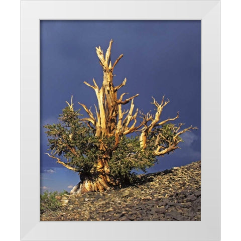 California, White Mts Bristlecone pine tree White Modern Wood Framed Art Print by Flaherty, Dennis