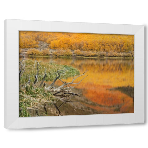 CA, Autumn reflect in North Lake near Bishop White Modern Wood Framed Art Print by Flaherty, Dennis