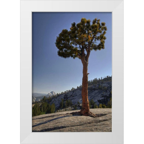 CA, Yosemite Solitary tree grows from rock White Modern Wood Framed Art Print by Flaherty, Dennis
