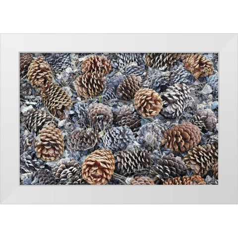 CA, Fallen Jeffrey pine cones in Sierra Nevada White Modern Wood Framed Art Print by Flaherty, Dennis