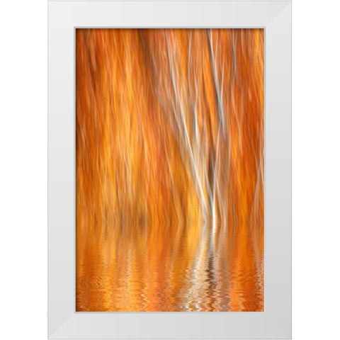 CA, Grant Lake Abstract of autumn aspen trees White Modern Wood Framed Art Print by Flaherty, Dennis