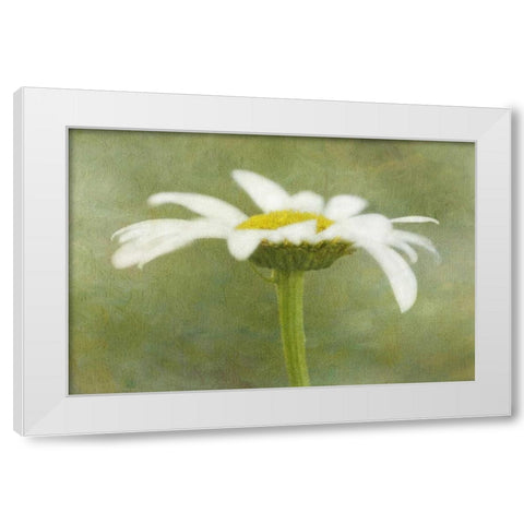 California Daisy with a textured background White Modern Wood Framed Art Print by Flaherty, Dennis