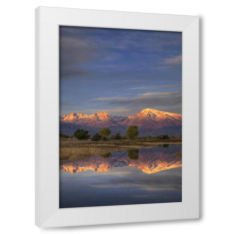 California, Bishop Sierra Mts from Farmers Pond White Modern Wood Framed Art Print by Flaherty, Dennis