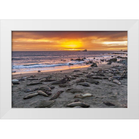 CA, Piedras Blancas Elephant seals on beach White Modern Wood Framed Art Print by Illg, Cathy and Gordon