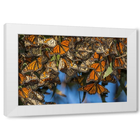 California Monarch butterflies on leaves White Modern Wood Framed Art Print by Illg, Cathy and Gordon