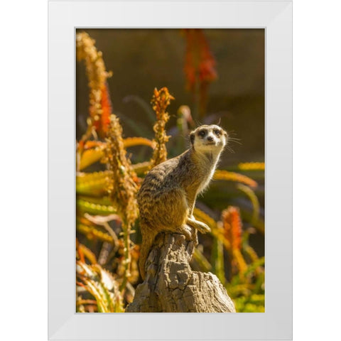 USA, California, Santa Barbara Meerkat on stump White Modern Wood Framed Art Print by Illg, Cathy and Gordon