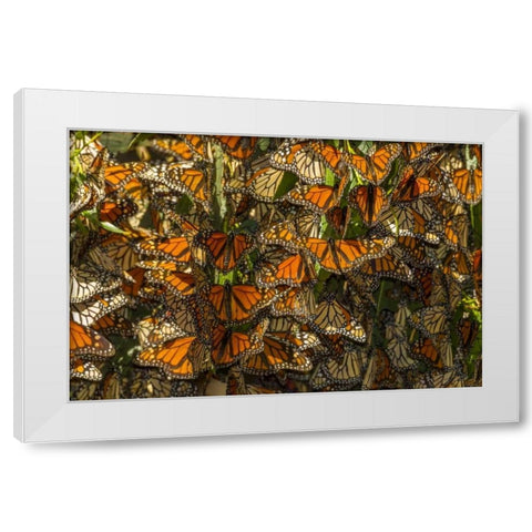 California Monarch butterflies on leaves White Modern Wood Framed Art Print by Illg, Cathy and Gordon