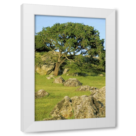 USA, California California oak tree scenic White Modern Wood Framed Art Print by Bush, Marie