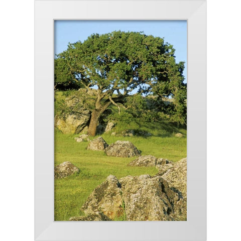 USA, California California oak tree scenic White Modern Wood Framed Art Print by Bush, Marie