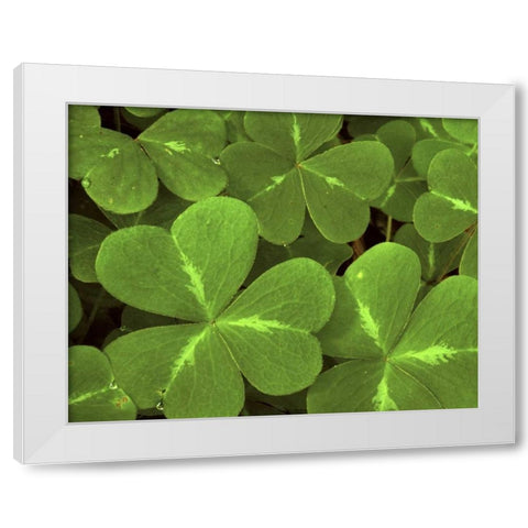 USA, California, Muir Woods Close-up of clover White Modern Wood Framed Art Print by Bush, Marie