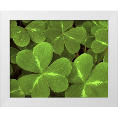 USA, California, Muir Woods Close-up of clover White Modern Wood Framed Art Print by Bush, Marie