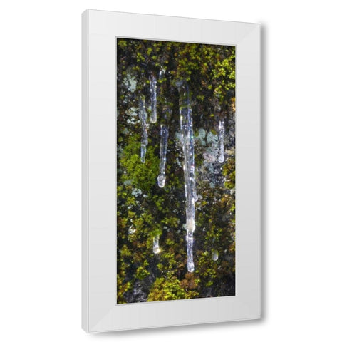 USA, California, Yosemite NP Icicles on moss White Modern Wood Framed Art Print by Bush, Marie
