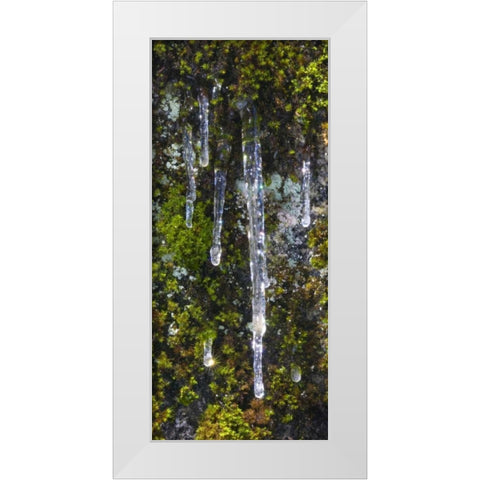 USA, California, Yosemite NP Icicles on moss White Modern Wood Framed Art Print by Bush, Marie
