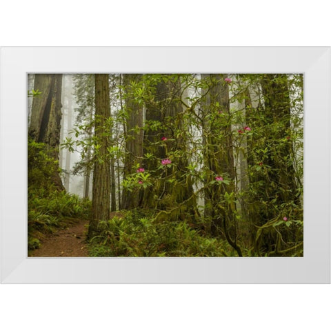 California, Redwoods NP Fog and rhododendrons White Modern Wood Framed Art Print by Illg, Cathy and Gordon