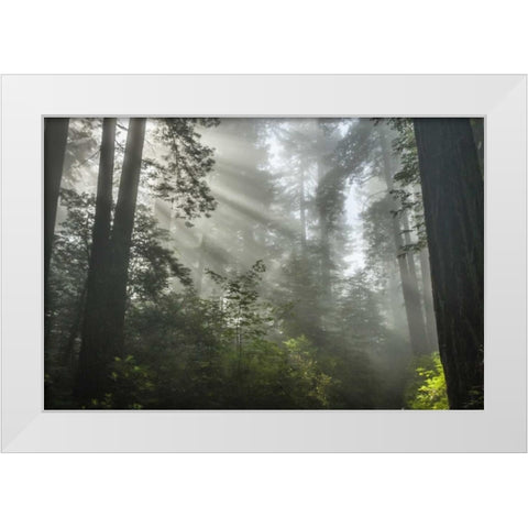 California Fog in Ladybird Johnson Grove White Modern Wood Framed Art Print by Illg, Cathy and Gordon