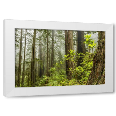 USA, California, Redwoods NP Foggy forest White Modern Wood Framed Art Print by Illg, Cathy and Gordon