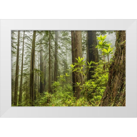 USA, California, Redwoods NP Foggy forest White Modern Wood Framed Art Print by Illg, Cathy and Gordon