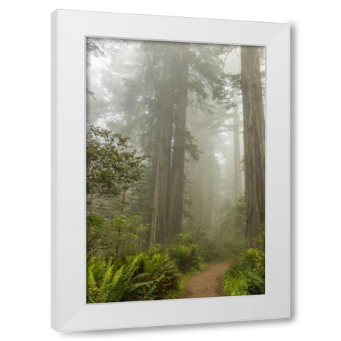 CA, Redwoods NP Trail through redwood trees White Modern Wood Framed Art Print by Illg, Cathy and Gordon