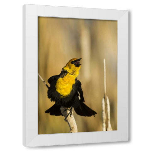 CA, Tule Lake NWR Yellow-headed blackbird White Modern Wood Framed Art Print by Illg, Cathy and Gordon