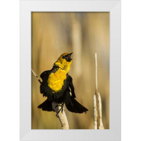 CA, Tule Lake NWR Yellow-headed blackbird White Modern Wood Framed Art Print by Illg, Cathy and Gordon