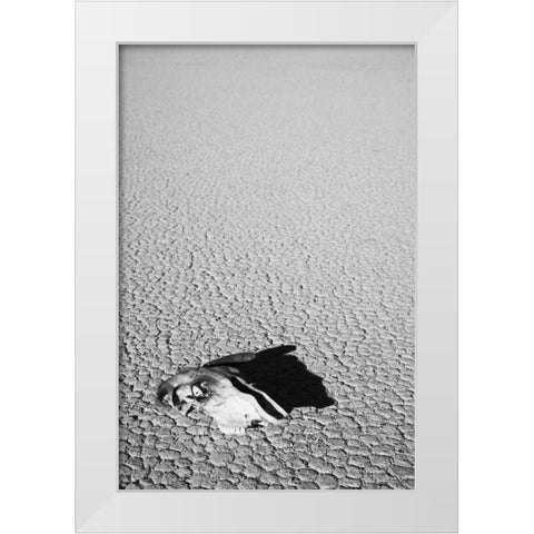 California, Death Valley NP Weathered cow skull White Modern Wood Framed Art Print by Flaherty, Dennis