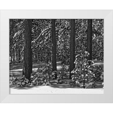 California, Sierra Nevada Forest in winter White Modern Wood Framed Art Print by Flaherty, Dennis