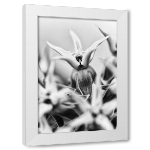 California, Owens Valley Showy milkweed White Modern Wood Framed Art Print by Flaherty, Dennis