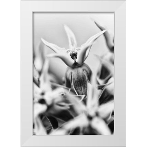 California, Owens Valley Showy milkweed White Modern Wood Framed Art Print by Flaherty, Dennis