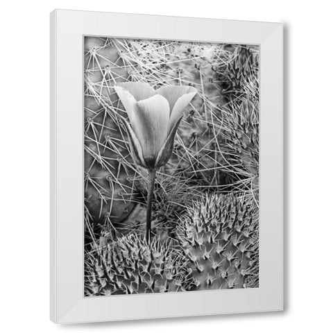CA, Death Valley NP Mariposa tulip amid cacti White Modern Wood Framed Art Print by Flaherty, Dennis
