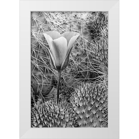 CA, Death Valley NP Mariposa tulip amid cacti White Modern Wood Framed Art Print by Flaherty, Dennis