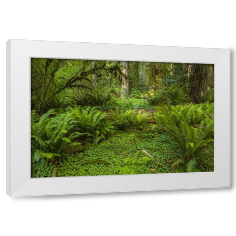 CA, Redwoods NP Ferns and mossy trees in forest White Modern Wood Framed Art Print by Illg, Cathy and Gordon