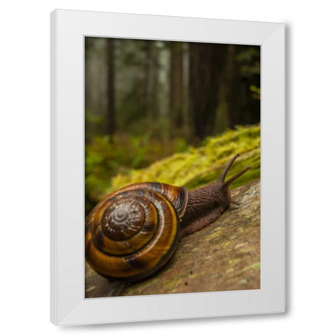 USA, California, Redwoods NP Close-up of snail White Modern Wood Framed Art Print by Illg, Cathy and Gordon