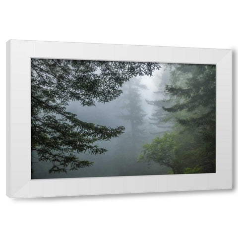California Fog in Ladybird Johnson Grove White Modern Wood Framed Art Print by Illg, Cathy and Gordon