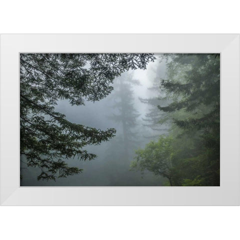 California Fog in Ladybird Johnson Grove White Modern Wood Framed Art Print by Illg, Cathy and Gordon