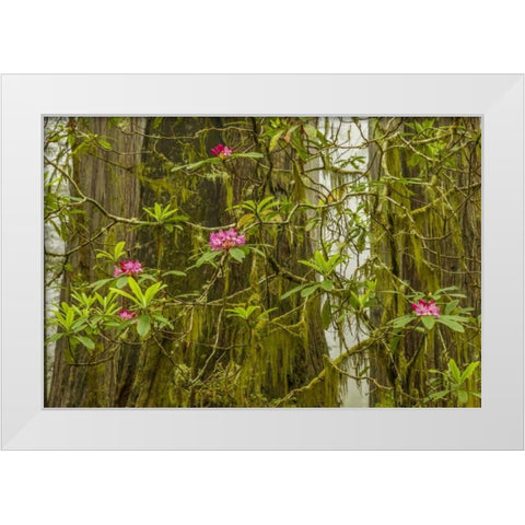 California, Redwoods NP Fog and rhododendrons White Modern Wood Framed Art Print by Illg, Cathy and Gordon