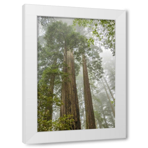 California, Redwoods NP Redwood trees and fog White Modern Wood Framed Art Print by Illg, Cathy and Gordon