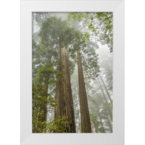 California, Redwoods NP Redwood trees and fog White Modern Wood Framed Art Print by Illg, Cathy and Gordon