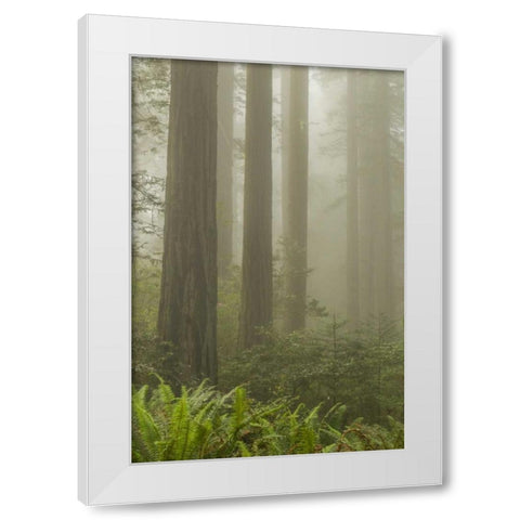 California, Redwoods NP Redwood trees and fog White Modern Wood Framed Art Print by Illg, Cathy and Gordon