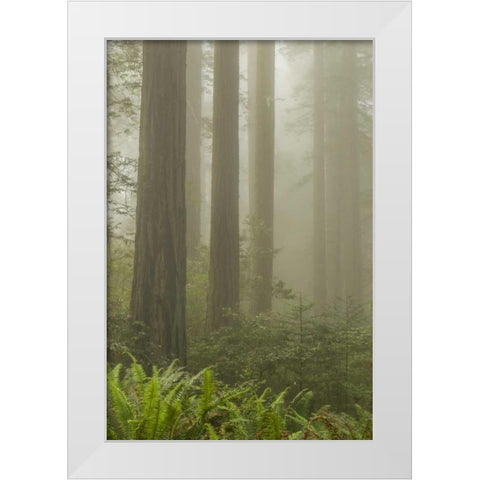 California, Redwoods NP Redwood trees and fog White Modern Wood Framed Art Print by Illg, Cathy and Gordon