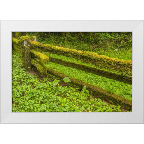 USA, California, Redwoods NP Moss-covered fence White Modern Wood Framed Art Print by Illg, Cathy and Gordon