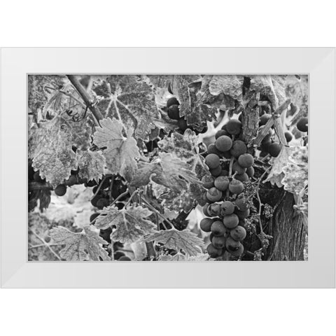 CA, Napa Valley Cabernet sauvignon grapes White Modern Wood Framed Art Print by Flaherty, Dennis