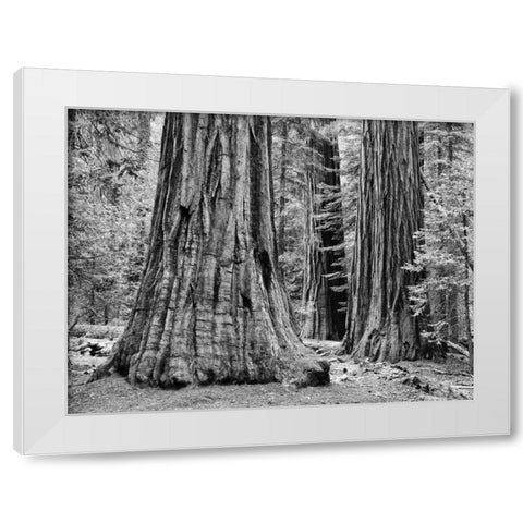 CA, Yosemite Sequoia trees in the Mariposa Grove White Modern Wood Framed Art Print by Flaherty, Dennis