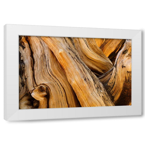 CA, White Mts Wilderness Bristlecone pine wood White Modern Wood Framed Art Print by Paulson, Don