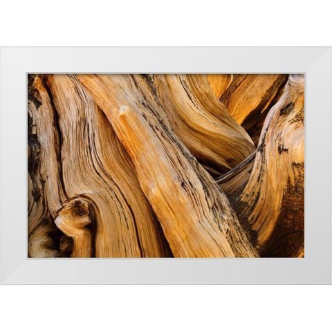 CA, White Mts Wilderness Bristlecone pine wood White Modern Wood Framed Art Print by Paulson, Don