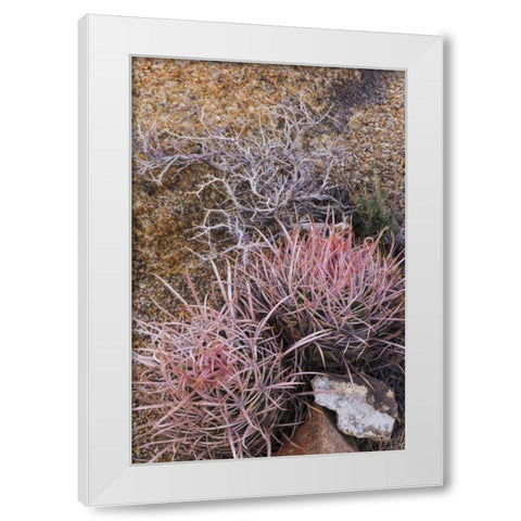 California, Alabama Hills Barrel cactus scenic White Modern Wood Framed Art Print by Paulson, Don
