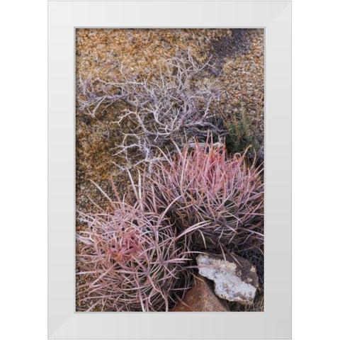 California, Alabama Hills Barrel cactus scenic White Modern Wood Framed Art Print by Paulson, Don